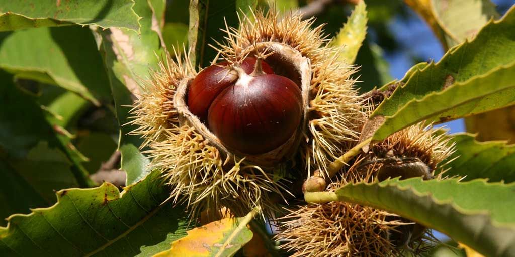 castagna